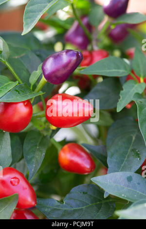 Capsicum annuum. De plus en plus à l'extérieur. piments Banque D'Images