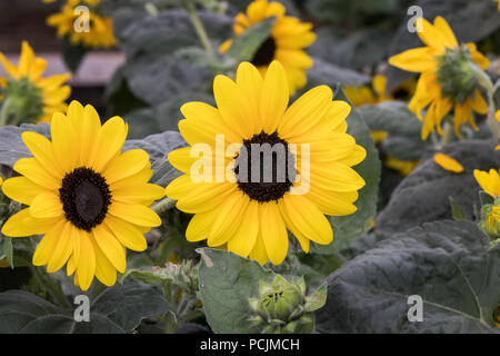 Gros plan sur la Sunflower Sunfinity (Helianthus interspécifiques), Angleterre, Royaume-Uni Banque D'Images