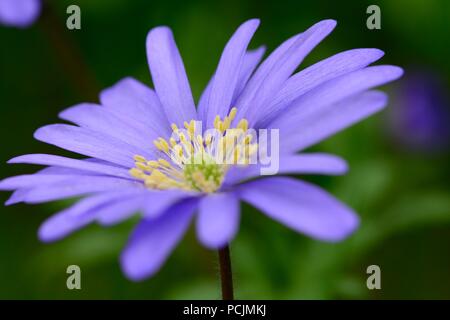 Plan macro sur une fleur de l'anémone bleue Banque D'Images