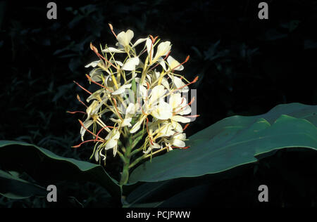 GINGER LILY (Hedychium gardnerianum) également connu sous le nom de KAHILI GINGER, GINGER LILY OU GINGEMBRE JAUNE) Banque D'Images