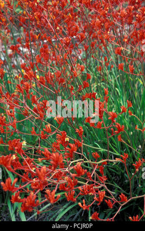 Patte de kangourou rouge fleurs (ANIGOZANTHOS FLAVIDIS) OUEST DE L'AUSTRALIE Banque D'Images