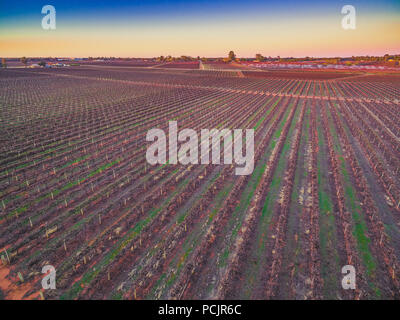 Rangées de vignes dans la région de South Australian vignes en hiver au magnifique coucher de soleil Banque D'Images