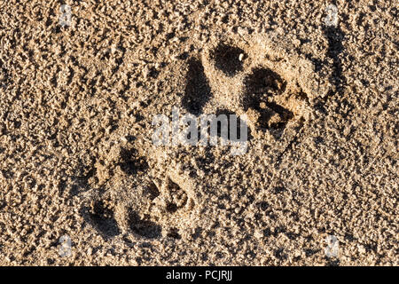 Empreintes de chien sur le sable humide de près. Banque D'Images