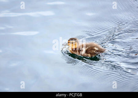 Bébé mignon petit canard nager sur l'eau calme d'un étang Banque D'Images