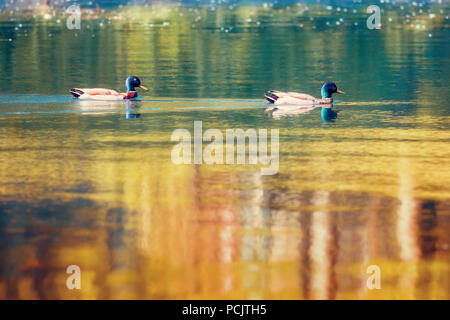 Deux canards colvert Anas platyrhynchos Canard anatidae natation sur un étang d'or Banque D'Images