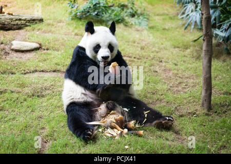 Panda géant nommé Ying Ying est de manger des pousses de bambou Banque D'Images
