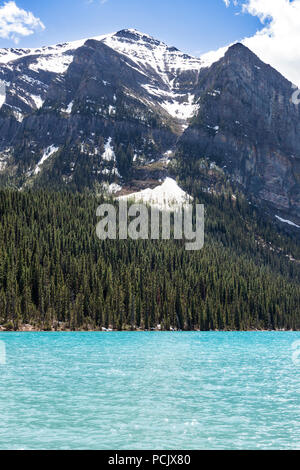 Bois de conifères, sur les rives du lac Louise, dans les Rocheuses, Alberta, Canada Banque D'Images