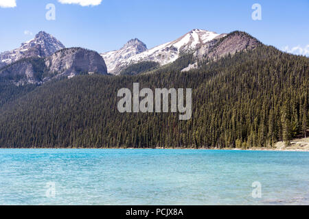 Bois de conifères, sur les rives du lac Louise, dans les Rocheuses, Alberta, Canada Banque D'Images