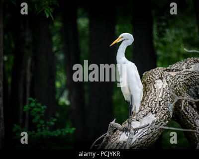 Aigrette blanche sur un arbre Banque D'Images