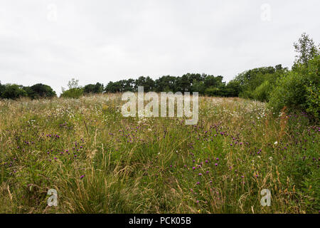 Fleurs sauvages poussant dans les prairies près de Eliburn reservoir, Livingston Loathian, Ecosse Banque D'Images