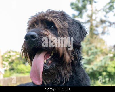 9 ans Labradoodle noir dog lying et haletant dans le parc de la Bruche, Warrington pendant la vague de juin 2018 Banque D'Images