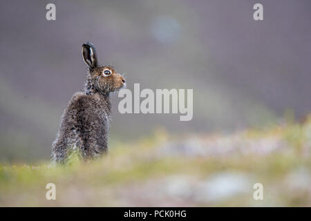 Wet Lièvre variable (Lepus timidus) assis sur la colline, dans l'été après la pluie douche Banque D'Images