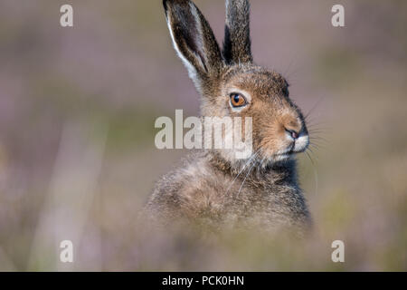 Près d'un lièvre variable (Lepus timidus) assis parmi les soft-focus heather à l'été Banque D'Images