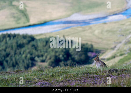 Lièvre variable (Lepus timidus) assis sur une colline avec vue sur vallée à l'été Banque D'Images