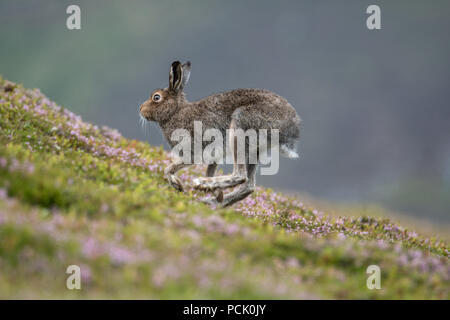 Lièvre variable (Lepus timidus) exécutant une colline couverte de bruyère dans l'été Banque D'Images