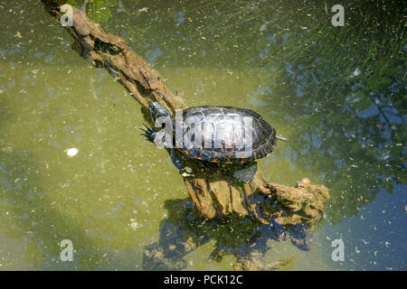 Seule petite tortue nager dans l'eau de l'étang Banque D'Images