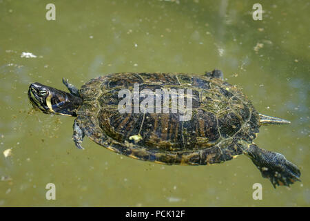 Seule petite tortue nager dans l'eau de l'étang Banque D'Images