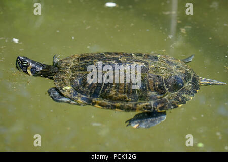 Seule petite tortue nager dans l'eau de l'étang Banque D'Images