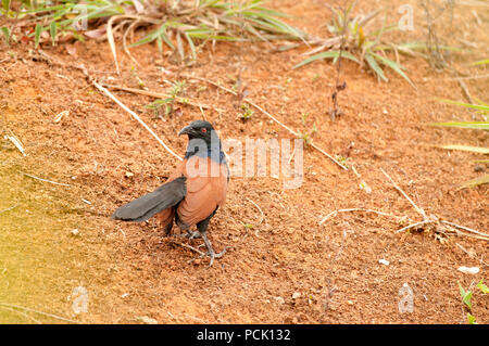 Coucal grande - Thaïlande - (centropus sinensis) coucal Grand Banque D'Images