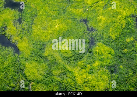 Les algues et les lentilles d'eau détail sur le lac, vue du dessus Banque D'Images