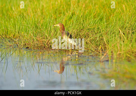 Crabier chinois (ardeola bacchus) - Thaïlande Crabier chinois Banque D'Images