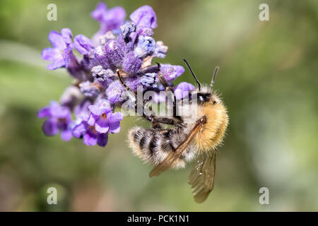 Carde commun bee (Bombus pascuorum) sur la lavande Banque D'Images