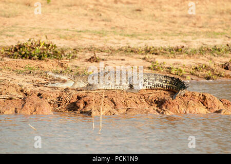 Crocodile (Crocodylus siamensis siamois), Thaïlande Crocodile du Siam Banque D'Images