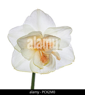 Fleurs de narcisses isolé sur fond blanc Banque D'Images