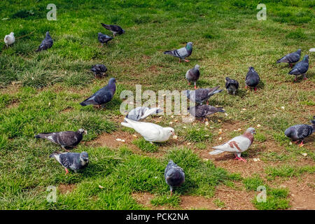 Manger du pain Pigeon sur l'herbe Banque D'Images