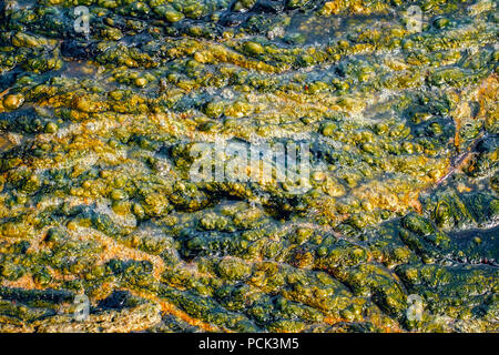 Les algues et les lentilles d'eau détail sur le lac Banque D'Images