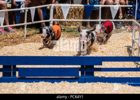 Tous les porcs de course de l'Alaska en direction de ligne d'arrivée à Ventura County Fair à Ventura, Californie le 2 août 2018. Banque D'Images