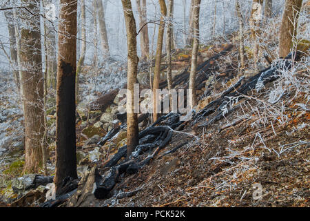 Les dégâts causés par le feu, Novembre, 2016, Gatlinburg, TN, USA, par Bill Lea/Dembinsky Assoc Photo Banque D'Images