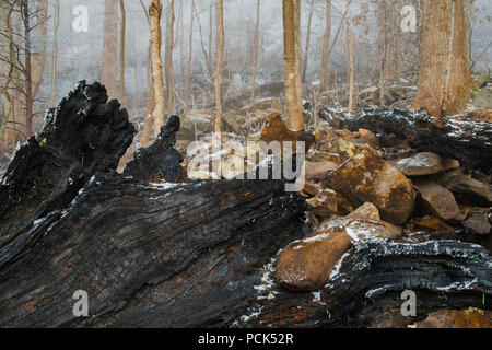 Les dégâts causés par le feu, Novembre, 2016, Gatlinburg, TN, USA, par Bill Lea/Dembinsky Assoc Photo Banque D'Images