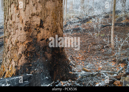 Les dégâts causés par le feu, Novembre, 2016, Gatlinburg, TN, USA, par Bill Lea/Dembinsky Assoc Photo Banque D'Images