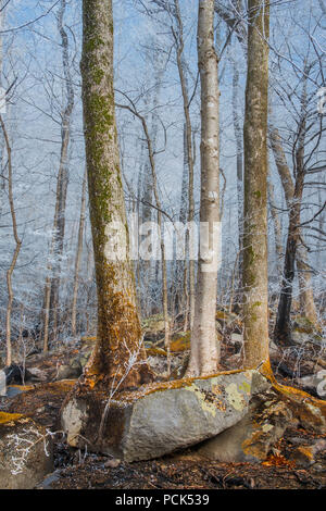 Les dégâts causés par le feu, Novembre, 2016, Gatlinburg, TN, USA, par Bill Lea/Dembinsky Assoc Photo Banque D'Images