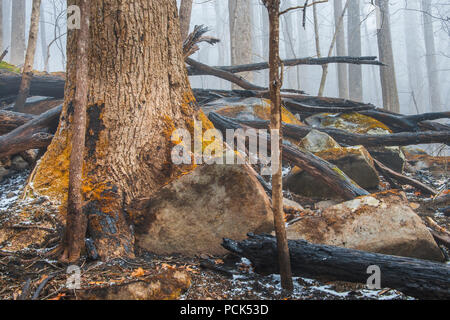 Les dégâts causés par le feu, Novembre, 2016, Gatlinburg, TN, USA, par Bill Lea/Dembinsky Assoc Photo Banque D'Images