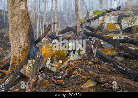 Les dégâts causés par le feu, Novembre, 2016, Gatlinburg, TN, USA, par Bill Lea/Dembinsky Assoc Photo Banque D'Images