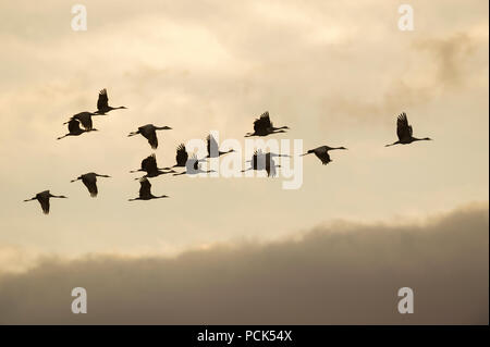 La Grue en vol, (Antigone canadensis, anciennement Grus canadensis), Amérique du Nord, par Dominique Braud/Dembinsky Assoc Photo Banque D'Images