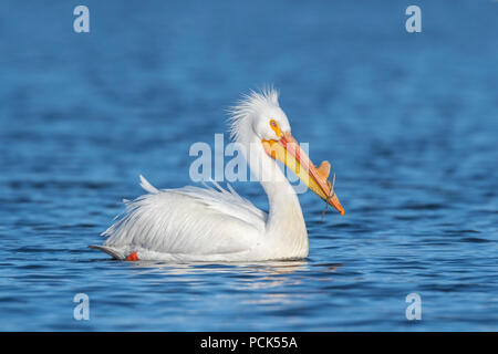 Pélican blanc (Pelecanus erythrorhynchos), Mississippi River, de migration de printemps, fin avril, MN, par Dominique Braud/Dembinsky Assoc Photo Banque D'Images