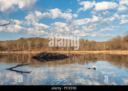 Hutte de castor (Castor canadensis) au lever du soleil, MN, USA, par Dominique Braud/Dembinsky Assoc Photo Banque D'Images