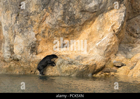 Une vue insolite - un ours noir (Ursus americanus) escalade de l'océan sur une falaise rocheuse en Alaska sur une journée chaude. Banque D'Images