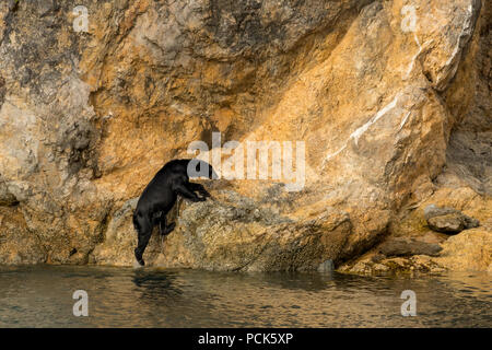 Une vue insolite - un ours noir (Ursus americanus) escalade de l'océan sur une falaise rocheuse en Alaska sur une journée chaude. Banque D'Images