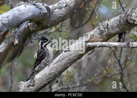 Pic eurasien à trois doigts, Picoides tridactylus femelle Banque D'Images