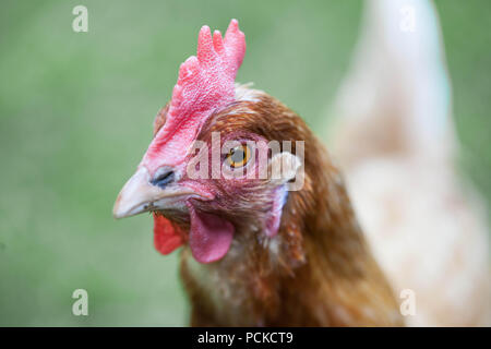 Les poulets de basse-cour de races hybrides Banque D'Images