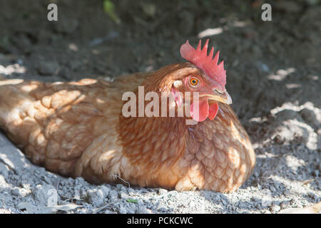 Sauvetage des poulets poules en batterie Banque D'Images