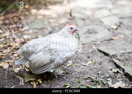 Poulet Poule Sablepoot Banque D'Images