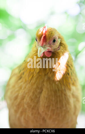 Poulet Poule Sablepoot Banque D'Images