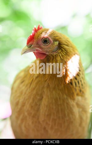 Poulet Poule Sablepoot Banque D'Images