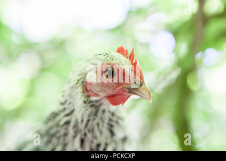 Poulet Poule Sablepoot Banque D'Images