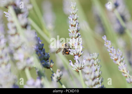 Abeille sur lavande Banque D'Images